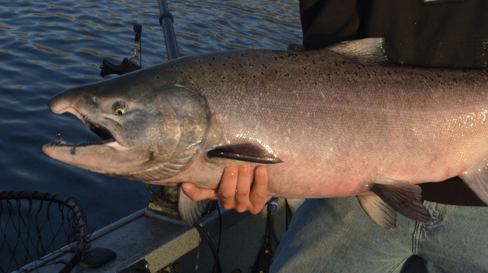 Snake River Fall Chinook Returns Of 15,000 To Lower Granite Allows Angling  To Start Tuesday; Spring Chinook Fishing (Fish Gone) Closed Friday -  Columbia Basin Bulletin