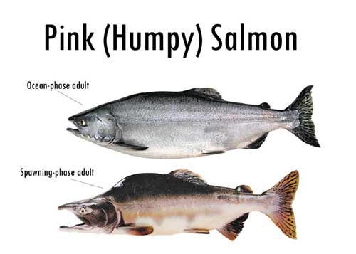 GUEST COLUMN: Tipping Point Theory — Are There Too Many Salmon in