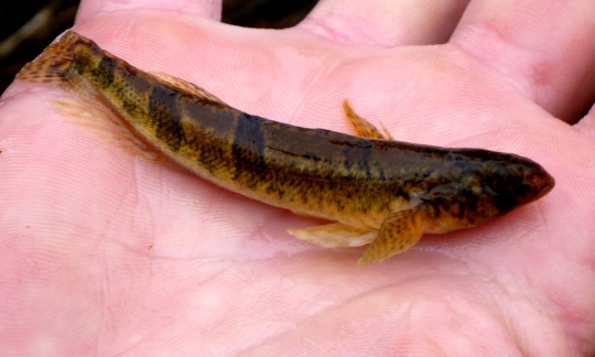 Remember Tellico Dam And The Famous Snail Darter? The 3-Inch Fish, Now  Recovered, Removed From ESA List – Columbia Basin Bulletin