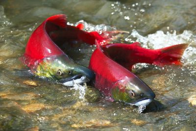 OSU Study Shows That Spending $9 Billion For Columbia Basin Salmon